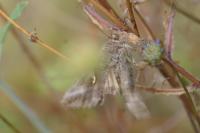 Autographa gamma
