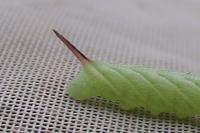 Smerinthus ocellatus