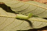 Smerinthus ocellatus
