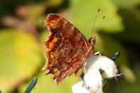 Polygonia c-album