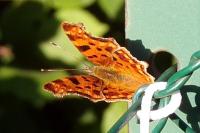 Polygonia c-album