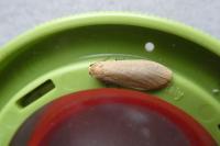 Wittia sororcula
