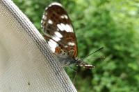 Limenitis camilla