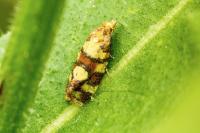 Aethes tesserana