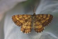 Ematurga atomaria