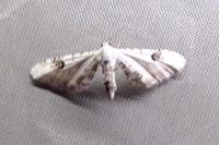 Eupithecia centaureata