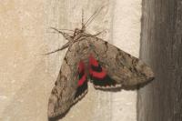 Catocala electa