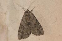 Catocala electa