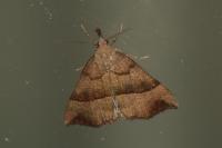 Hypena proboscidalis