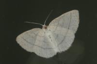 Cabera pusaria