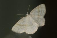 Cabera exanthemata