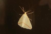 Rhodometra sacraria