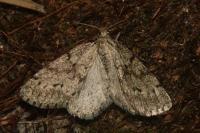 Tephronia sepiaria