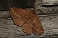 Lasiocampa trifolii