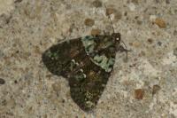 Cryphia algae