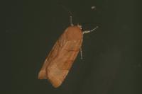 Noctua fimbriata