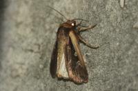 Ochropleura plecta