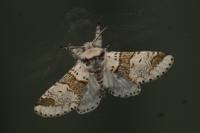 Furcula furcula
