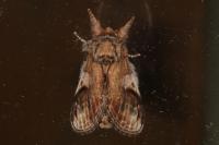 Notodonta ziczac
