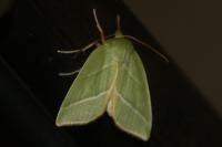 Bena bicolorana