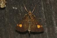 Pyrausta aurata