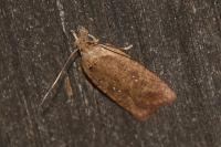 Agonopterix scopariella