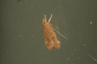 Helcystogramma lutatella