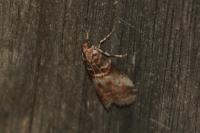 Acrobasis advenella