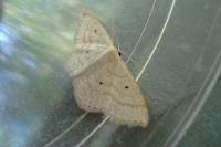 Scopula immutata