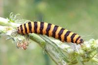 Tyria jacobaeae
