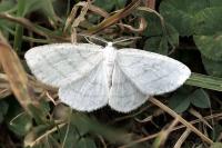 Cabera pusaria