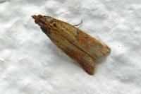 Plodia interpunctella