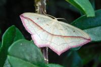 Timandra comae