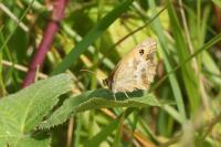 Pyronia tithonus