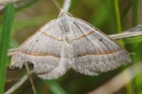 Scotopteryx luridata/mucronata