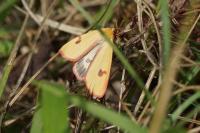 Diacrisia sannio