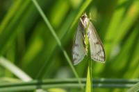 Sitochroa palealis