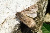Agrotis segetum