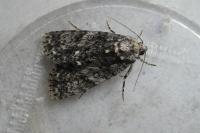 Acronicta rumicis