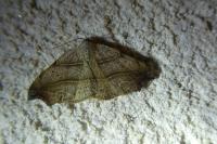 Laspeyria flexula