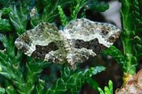 Epirrhoe alternata