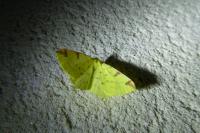 Opisthograptis luteolata