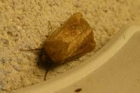 Mythimna albipuncta