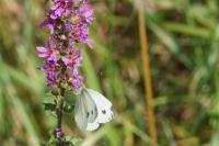 Pieris napi