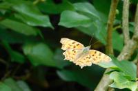 Polygonia c-album