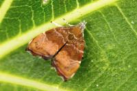 Choreutis nemorana