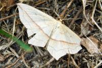 Timandra comae
