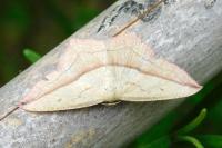 Timandra comae