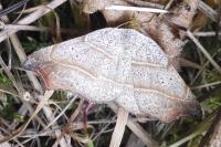 Laspeyria flexula