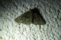 Peribatodes ilicaria